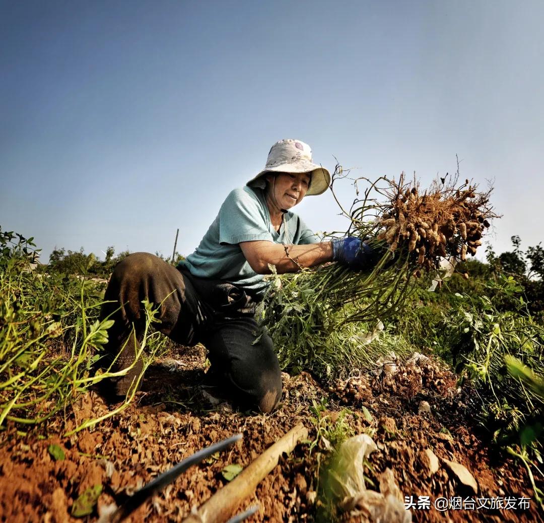 蓬莱美味,冬天蓬莱好吃的