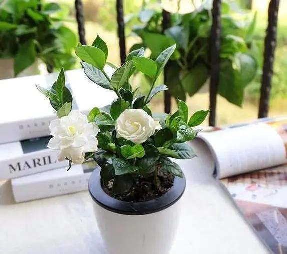 养花如何避免长杂草,养花土里的杂草怎么处理