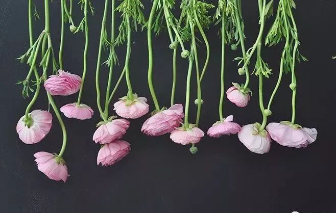 鲜花和干花的不同美感,有哪些花可以制作干花