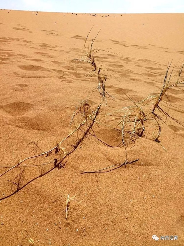 叶紫被雷劈穿越到异界,关于叶紫的穿越小说
