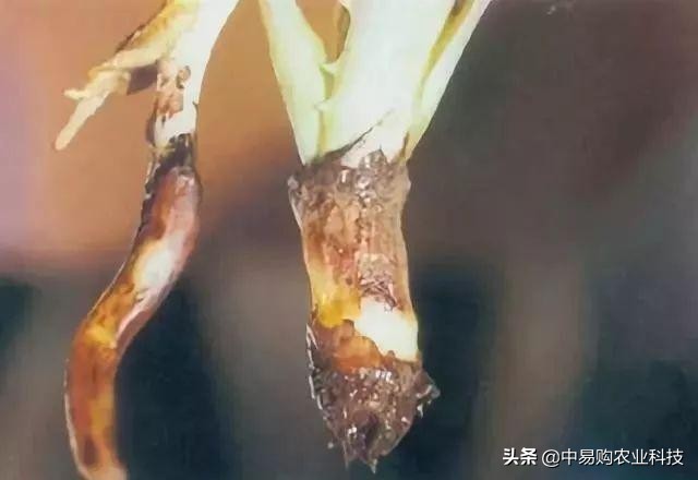 芦荟病害防治方法大全图解,芦荟有哪些虫害