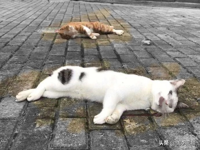 养猫家庭新冠对策全知道，别再听信谣言，也别再想当然了