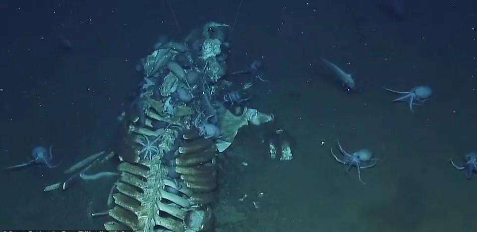 中国最大的森林生态系统,森林有什么生态系统