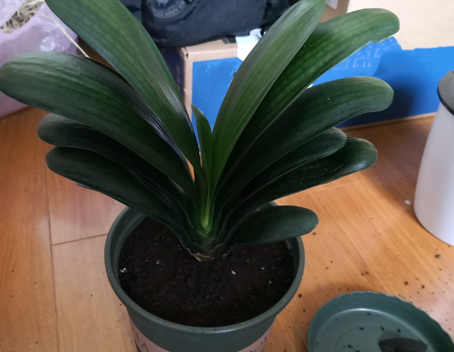 柳树枝泡水浇君子兰防烂根吗,君子兰根可用柳枝水泡吗