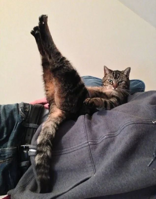 憋住不准笑大全,猫咪奇葩睡姿成精了