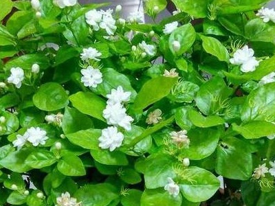 茉莉花盆栽花肥,茉莉花用什么肥可以长根