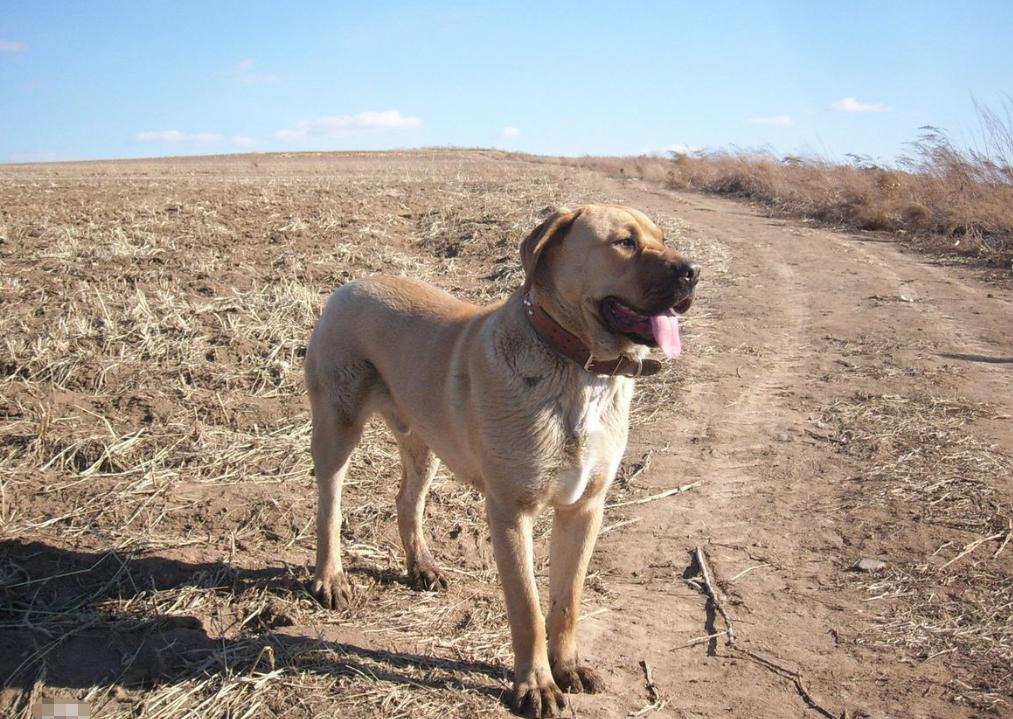 日本有斯塔福犬吗,日本有巴哥犬吗