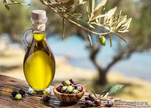 安爸告诉您毛发不好的猫咪可以吃这5种食物护理