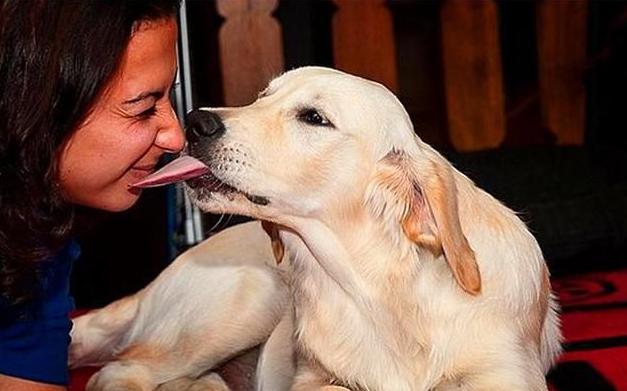 狗子总是舔主人代表什么,狗狗知道主人亲它的含义吗