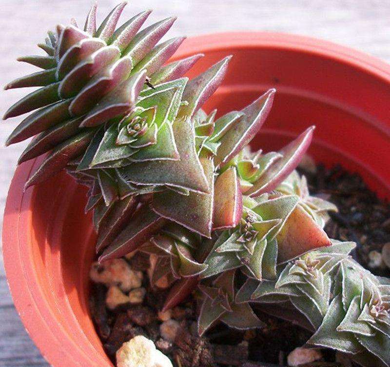 茜之塔养殖方法,茜之塔锦养护方法