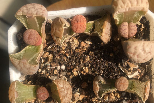 多肉的100个常见品种,10种公认的多肉