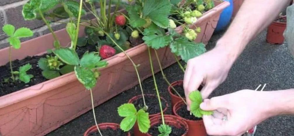在家养草莓需要什么肥料,新手养草莓小技巧视频大全