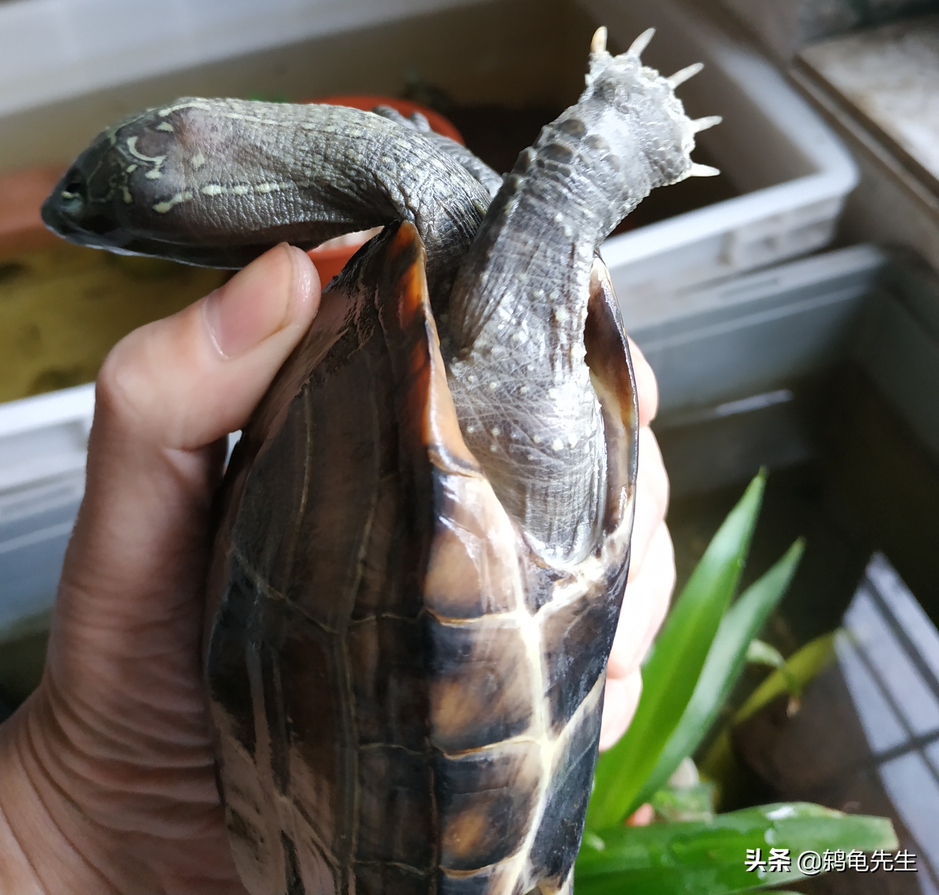 乌龟腐皮腐甲是真菌感染吗,乌龟有了腐皮腐甲会怕水吗