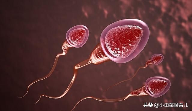 受孕成功的全过程,受孕全过程的科普解读