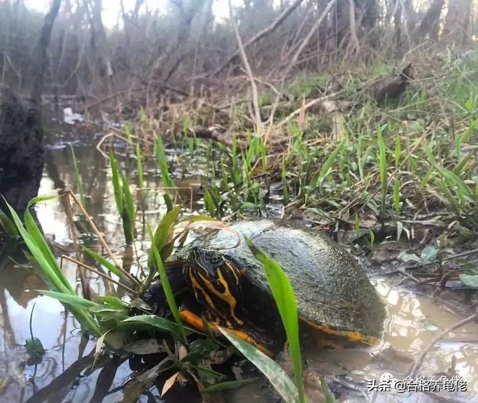 仿野环境养龟,仿野养龟