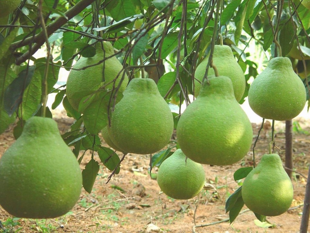 柚子树日记300字,柚子树的观察日记700字以上