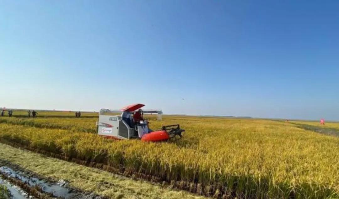 痛别！袁隆平院士逝世，原来他与龙岗有这么多故事……