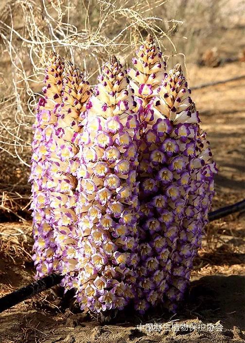 野生草苁蓉图片和用途,草苁蓉在历史上名贵中草药