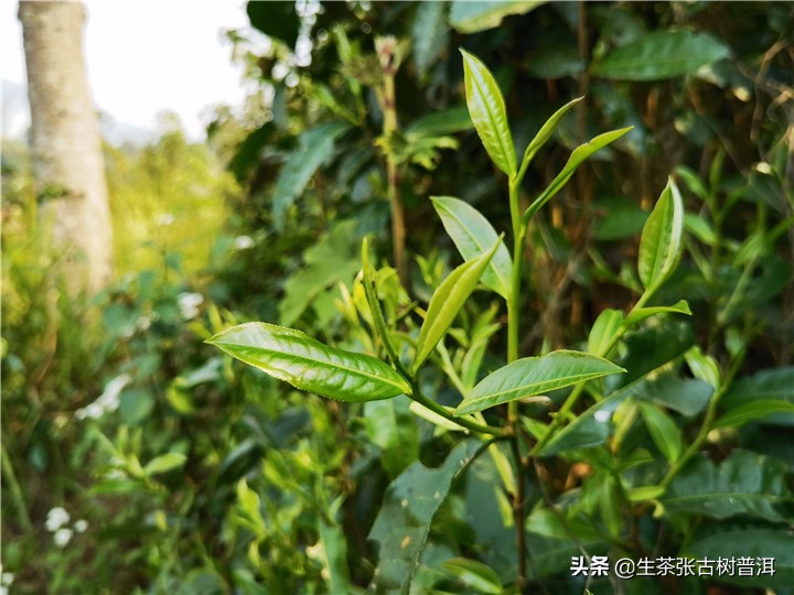 勐海普洱茶六大茶山,普洱茶新六大茶山有哪些