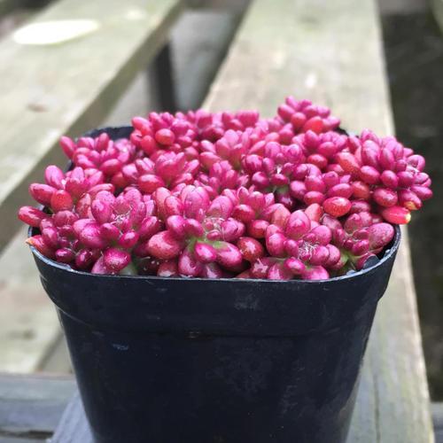 萌新养不养香菱,萌新不敢去肥的地方怎么办