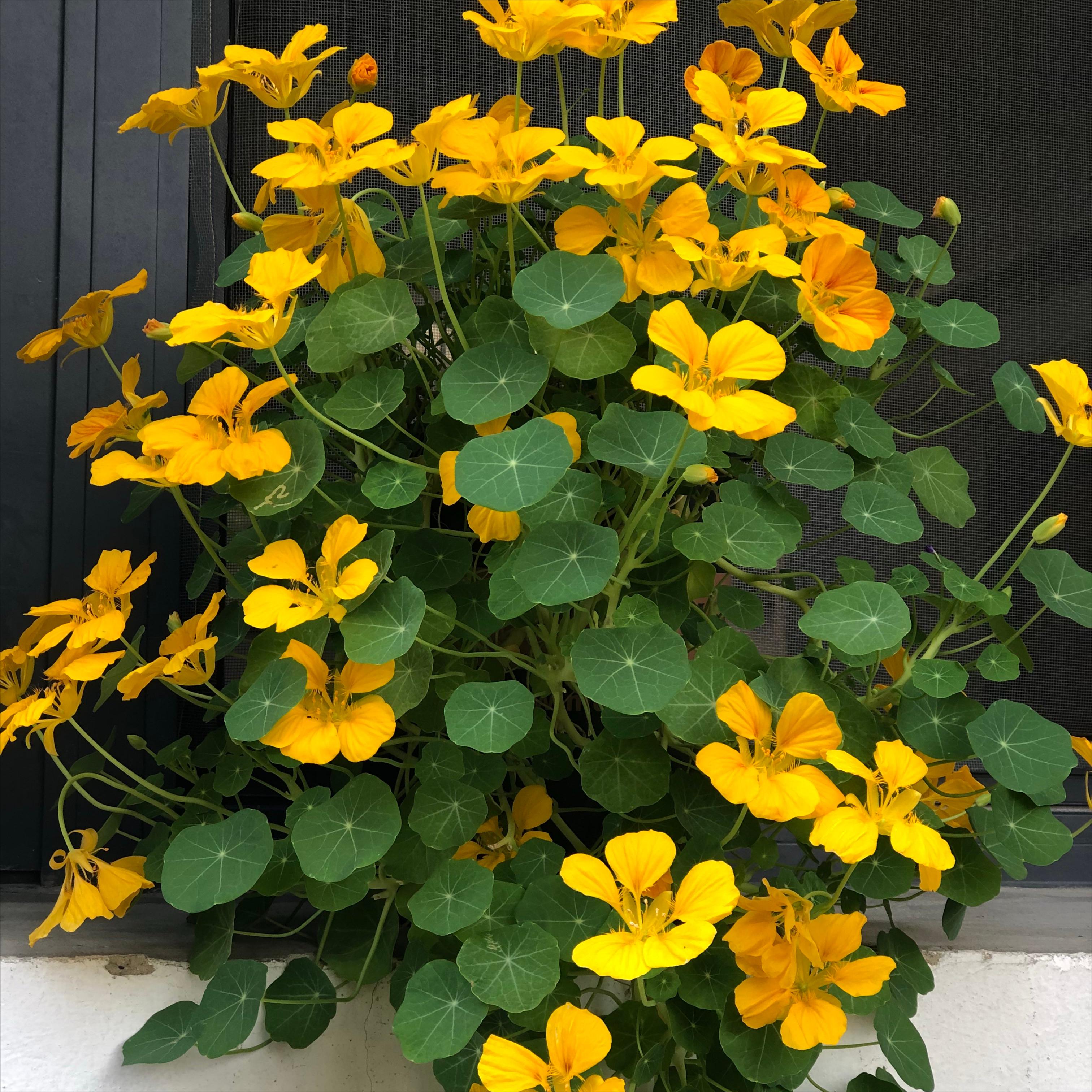 今年流行网红花,漂亮又好看的网红花