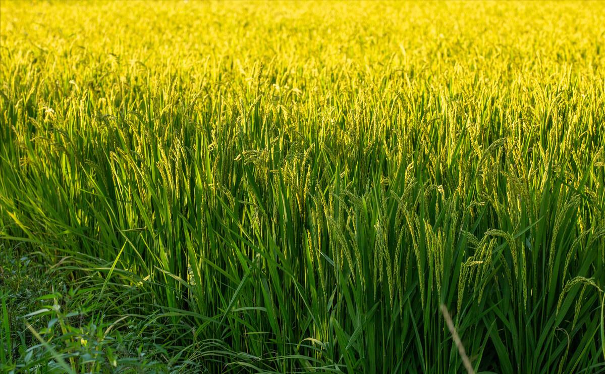 水稻种植户杨良金,杨良金有机大米