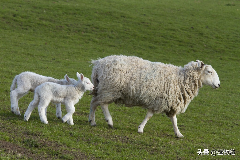 羊拉稀怎么办怎样快速解决,羊拉稀腹泻土霉素能治吗