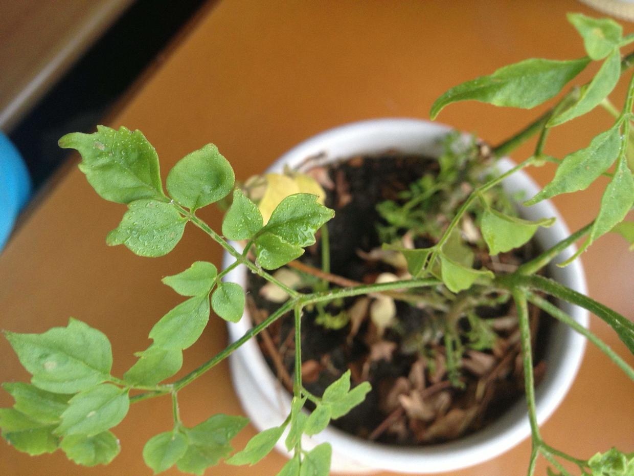 幸福树叶子发黄有粘液怎么处理,幸福树叶子浇水多了怎么办