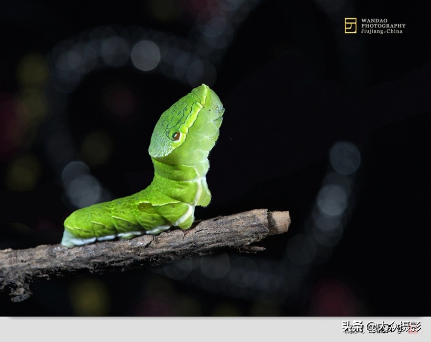 他7年专注拍蝴蝶,获“蝶痴”、“蝶仙”雅号