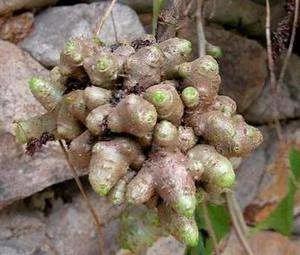 温州民间草药三七的功效,生姜与三七
