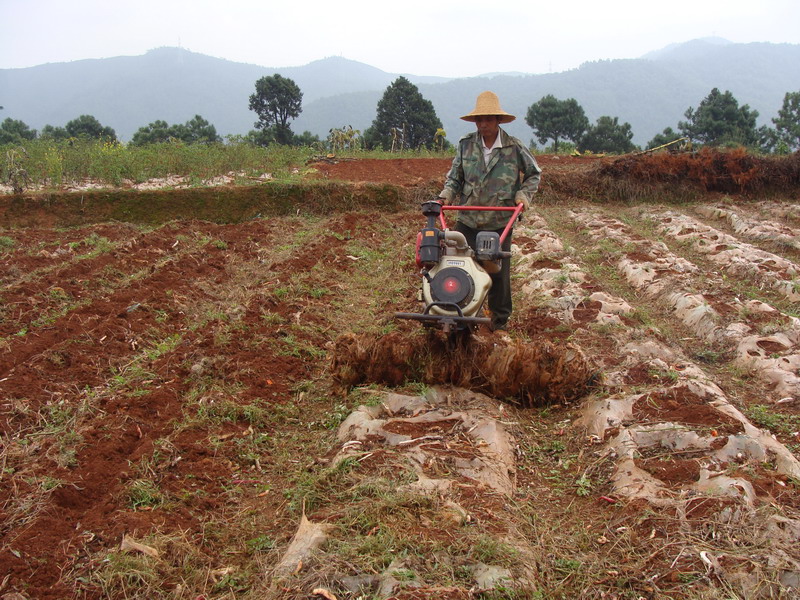 粉虱防治,六条建议