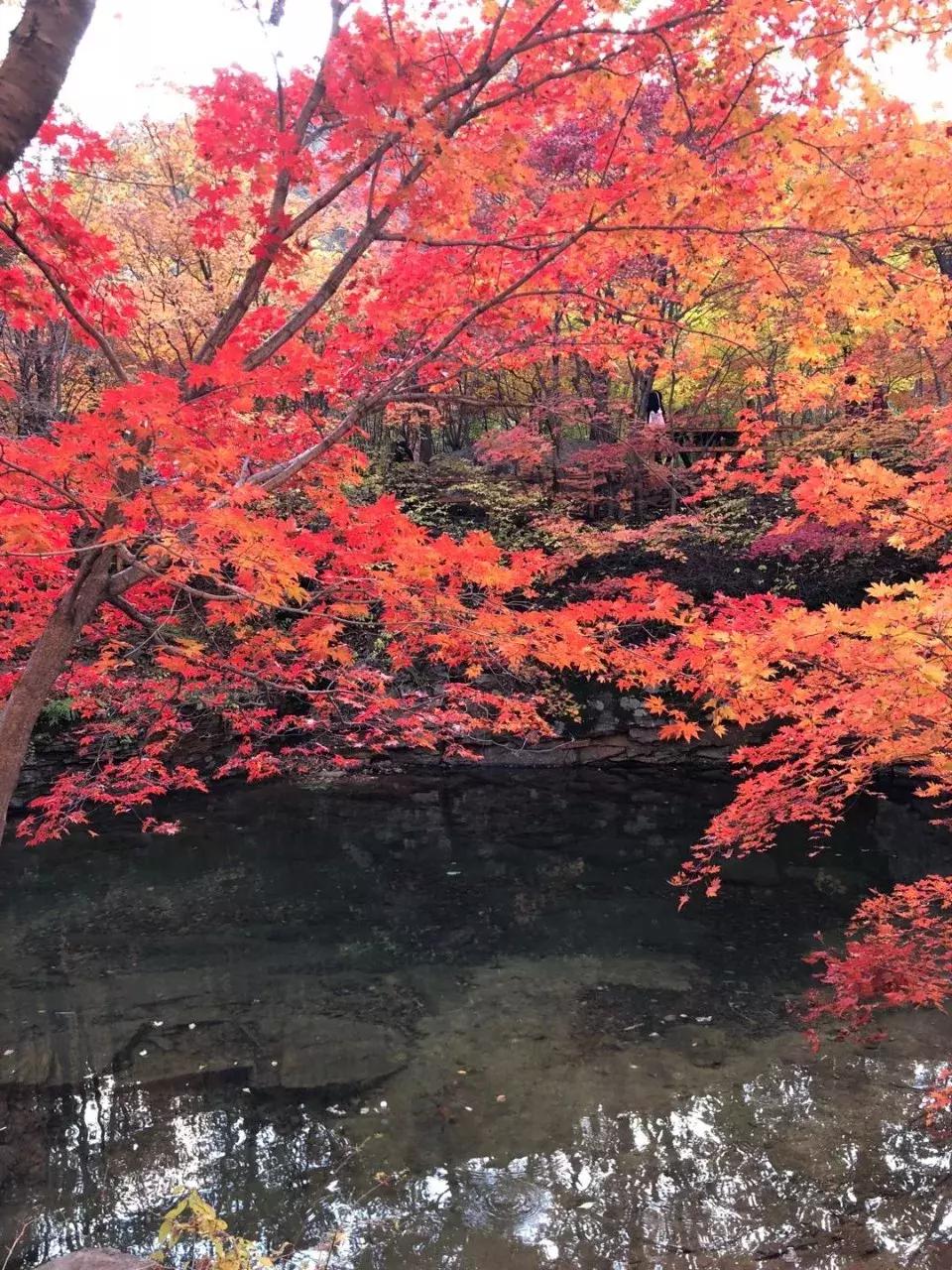秋天来本溪赏枫叶,醉美枫叶季