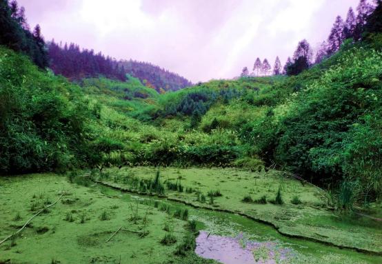 龙胜凤鸡竟“飞”入海鲜市场,“高规格”背后大有文章