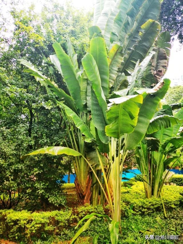 中国最美丽的校园照片,中国最美丽的校园中山大学南校区