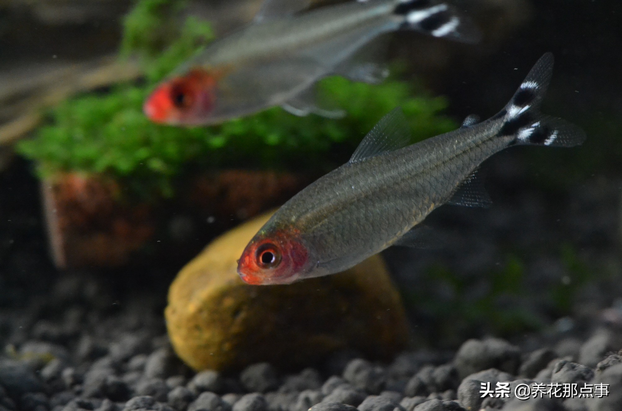 新手养小型热带鱼推荐,热带鱼生态鱼缸养殖必备条件