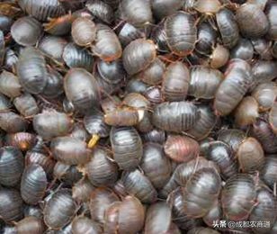 土元的养殖室温,土元的养殖技术