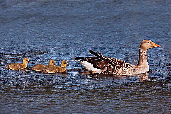 大雁属于杂食性的水禽,大雁最大品种