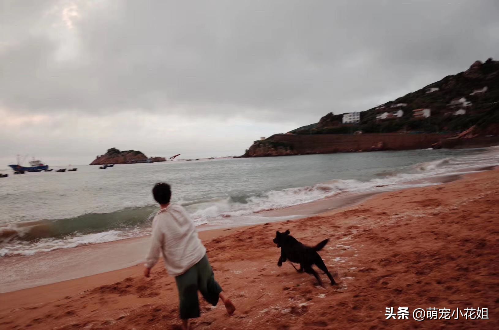 幸运的狗狗却不幸感染血液病，众人为它奔波求医，却没能挽回它