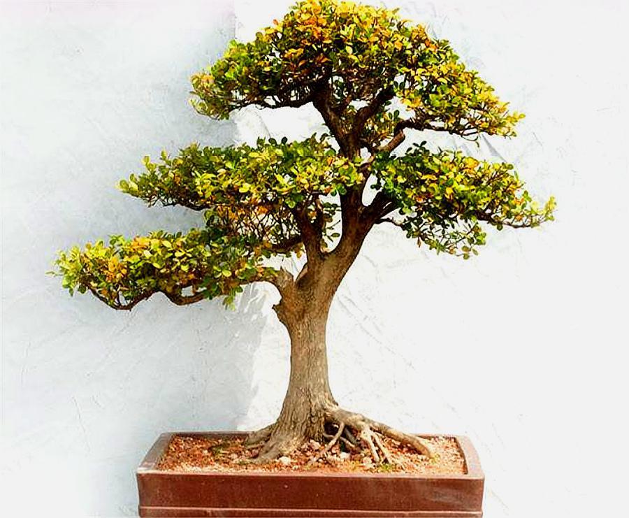 黄杨出现烂根后停止浇水会恢复吗,黄杨盆景如何提根增粗