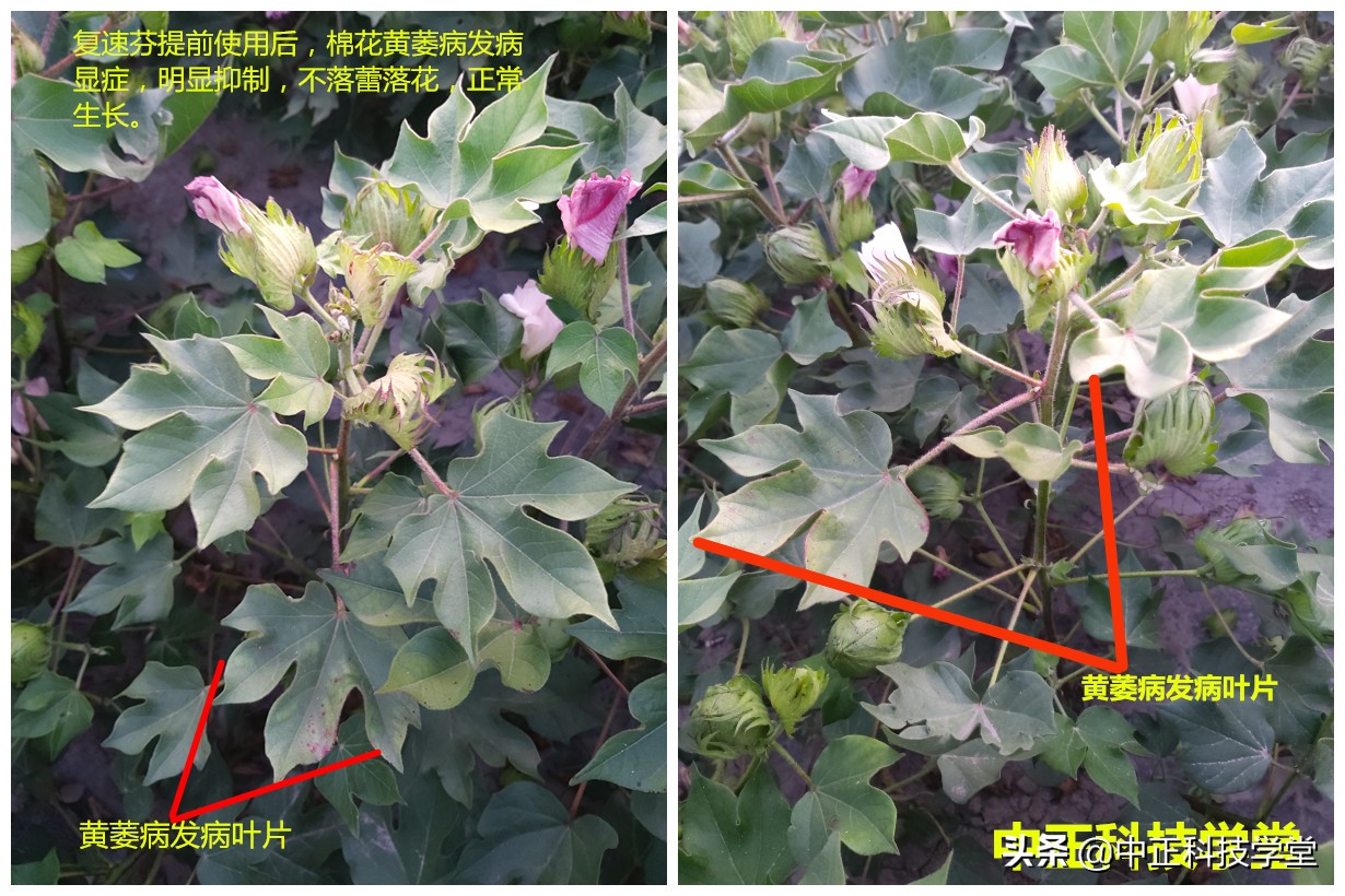 棉花黄萎病最有效的控制方法,棉花黄萎病怎样治