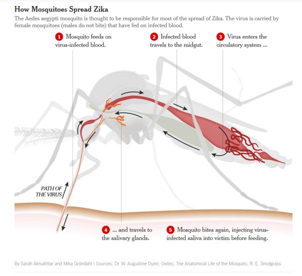 令你深恶痛绝的蚊子，也不过是病毒的傀儡