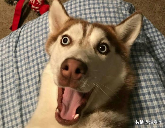 狗狗太活泼了咬人怎么办,狗狗太活泼兴奋