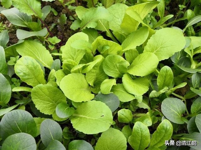 卖菜一斤利润不到一块能赚钱吗,菜农挣不挣钱