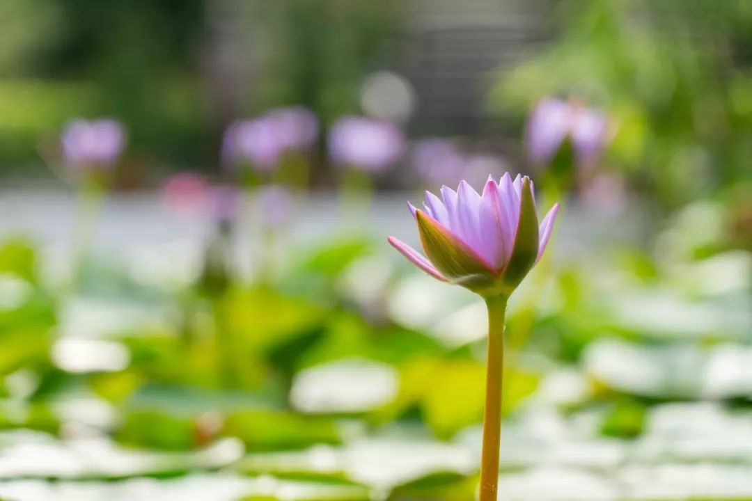 索尼fe24-105mmf4goss价格,索尼fe24-105mmf4能在尼康上用吗