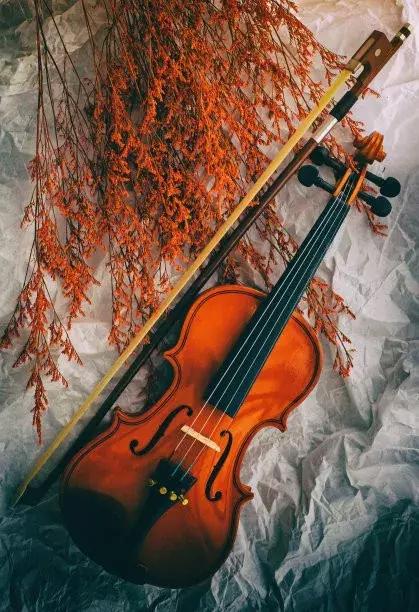 初学者学小提琴的真实现状,小提琴知识普及