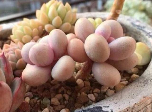 这些多肉因颜值入坑,什么系的多肉颜值高皮实好养