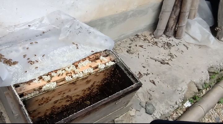 蜜蜂养殖深山农家土蜂蜜,蜜蜂养殖纯天然正宗蜂蜜