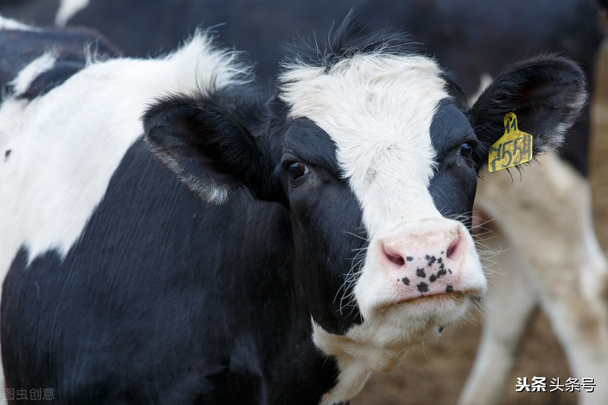 奶牛场得布病如何预防,奶牛布氏杆菌病