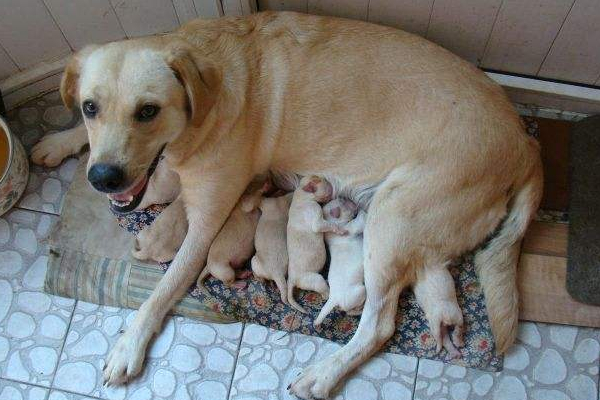 刚生出来的狗狗避免拉屎,幼犬什么时候可以离开母狗