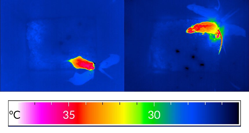蛇冬眠为什么要几条蛇在一起,现在蛇都在冬眠为什么